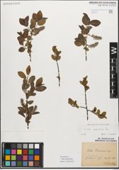 Foto von Salix myrsinifolia Salisb.